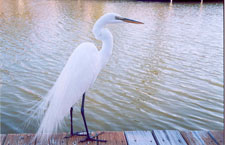 Ft. Myers Beach Wildlife